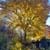 Herbstfärbung Ahornbaum
