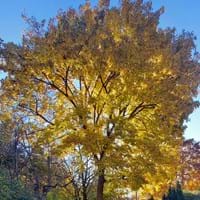 Herbstfärbung Ahornbaum