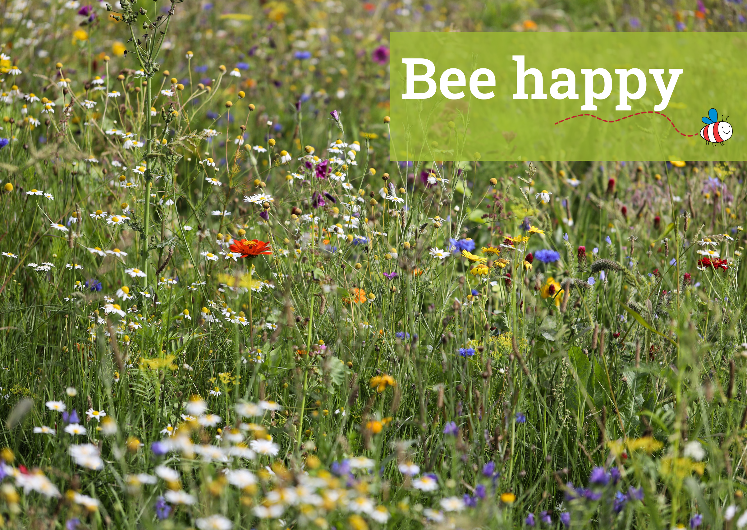 Insektenfreundliche Firmenflächen: Workshop für Unternehmen im Landkreis Dachau „Bee happy“