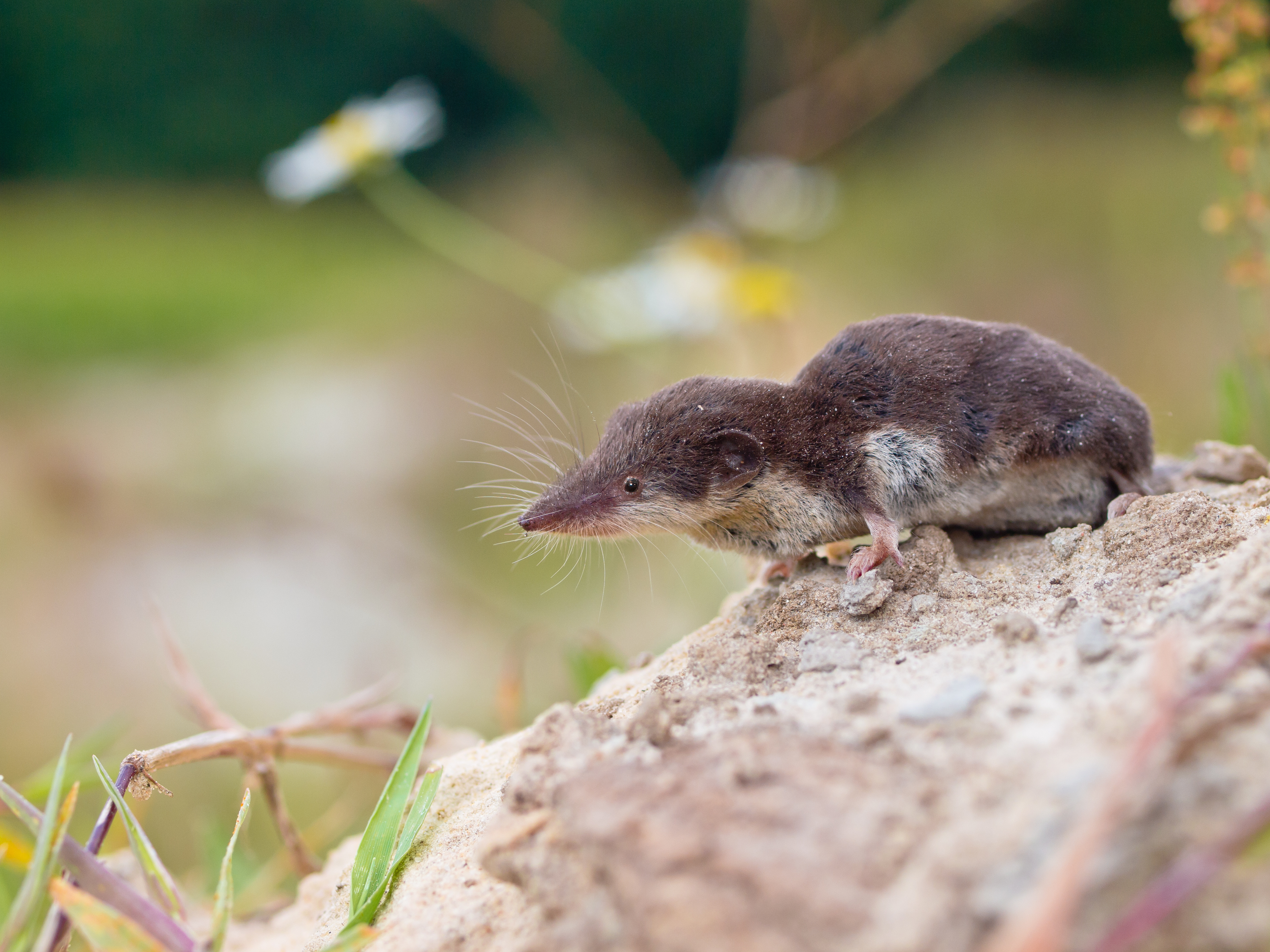 Feldspitzmaus Feldspitzmaus
