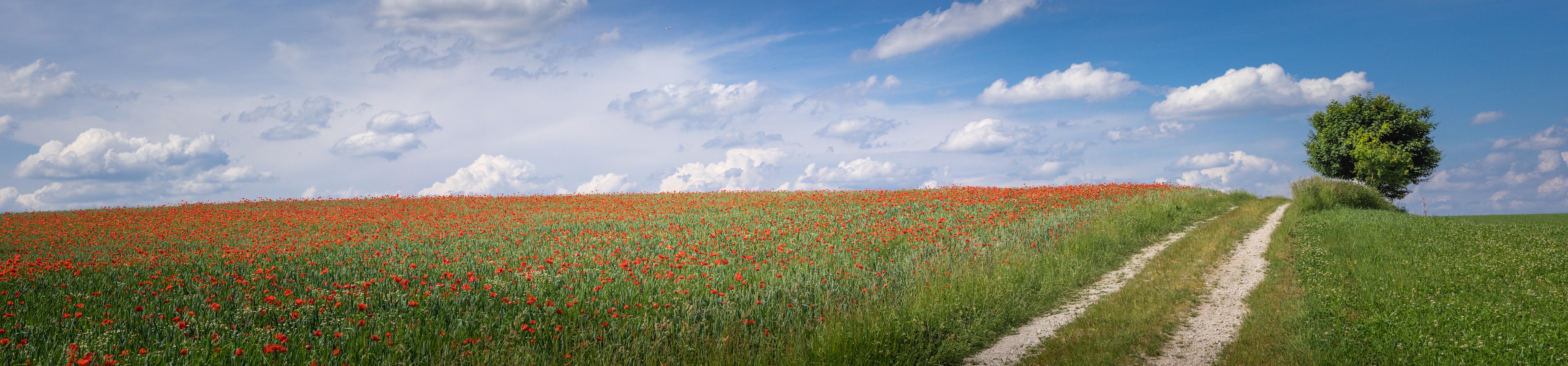 Mohnblumen bei Pellheim