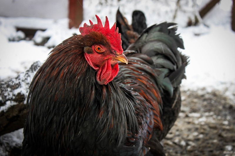 Vogelgrippe Leider haben wir keinen Alternativtext zu diesem Bild, aber wir arbeiten daran.