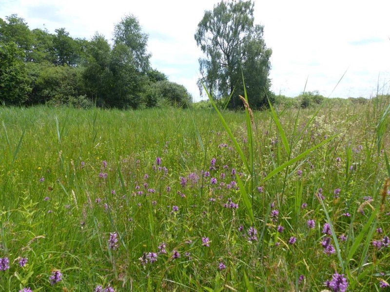 Natura 2000 - Gebietsmanagement im Landkreis Dachau - FFH-Gebiet Naturschutzgebiet ´Weichser Moos´