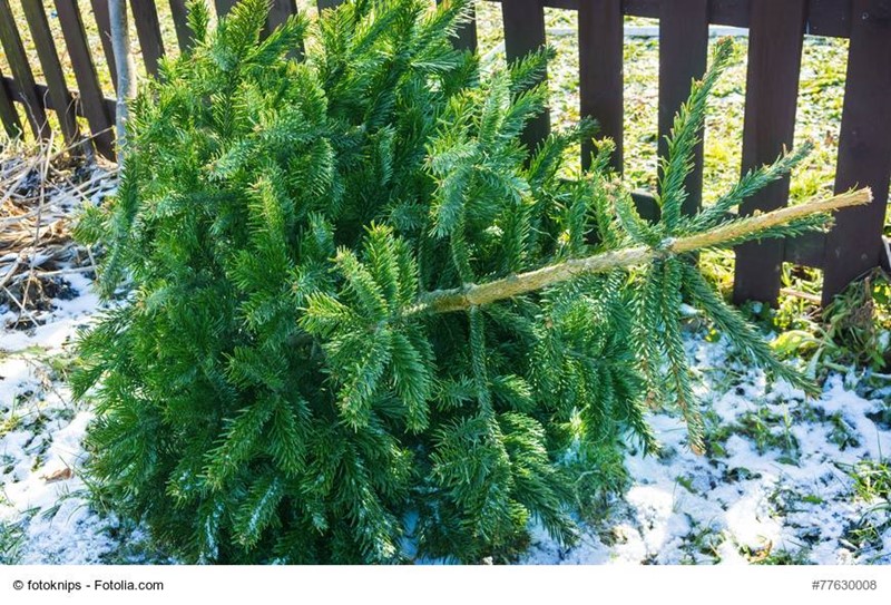 Wohin mit dem ausgedienten Christbaum?