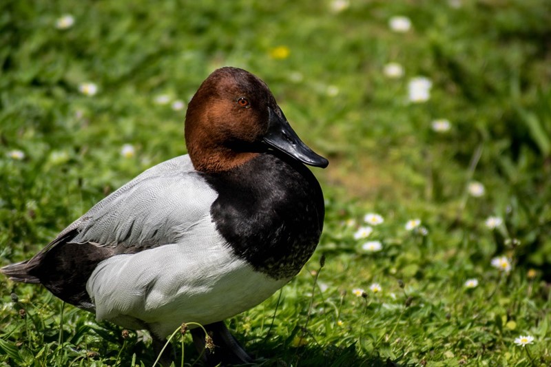 Tafelente positiv auf Influenza-A-Virus, Subtyp H5N6 (Vogelgrippe) getestet