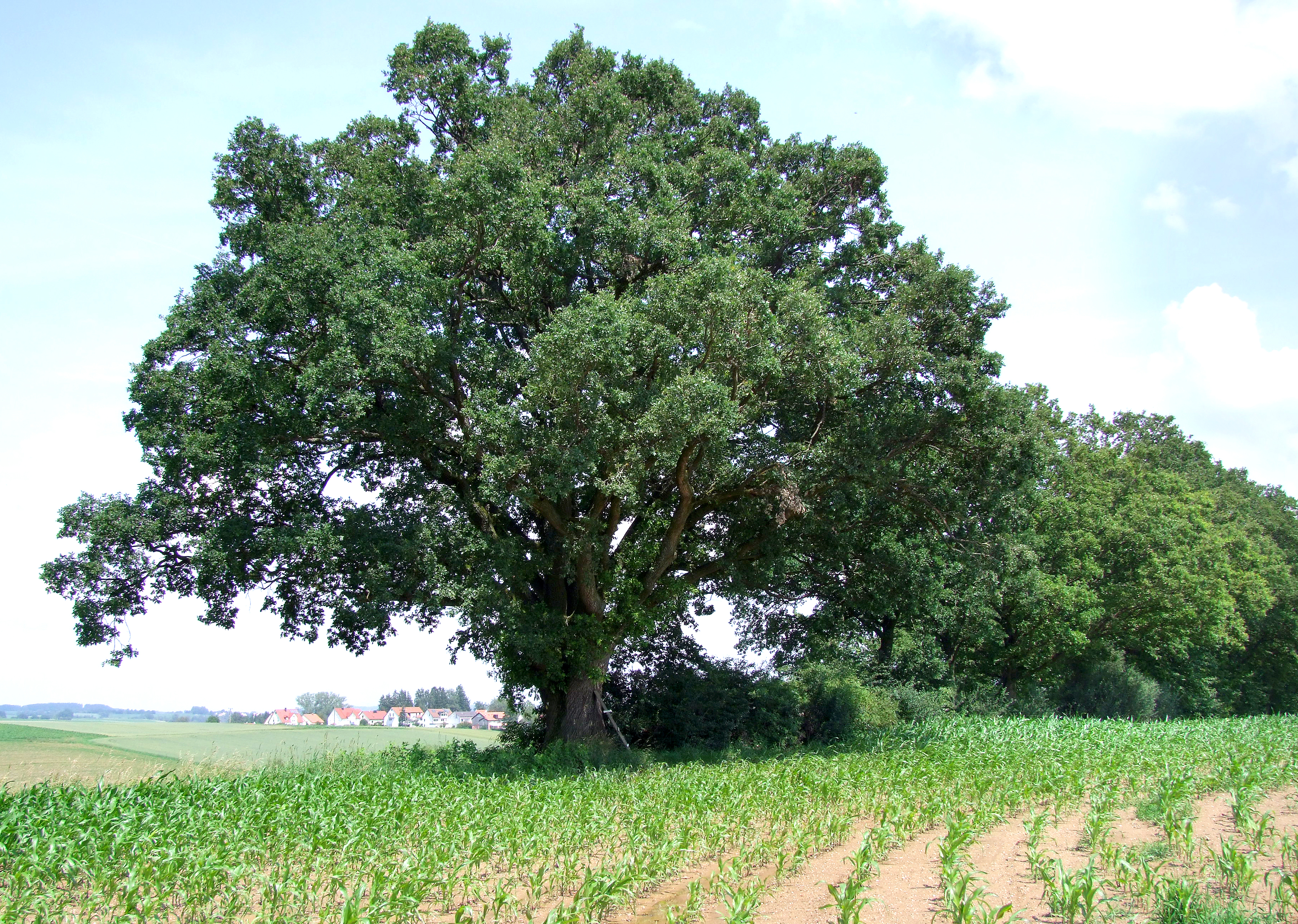 Natur- und Landschaftsschutz