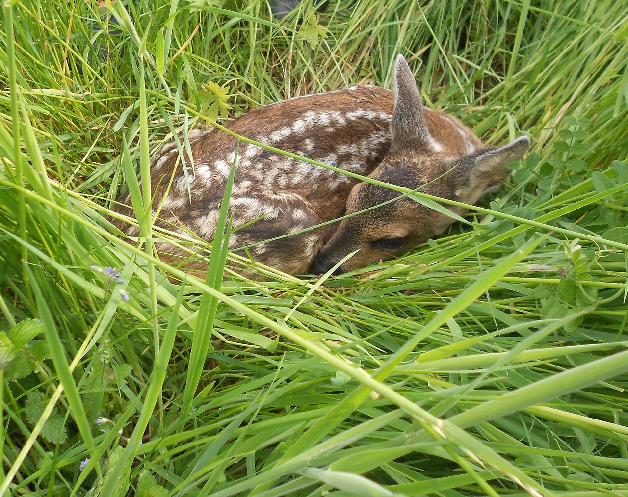 Hunde in der freien Natur jetzt an die Leine nehmen