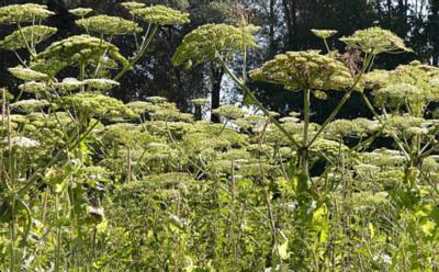 Riesen-Bärenklau - Heracleum mantegazzianum (Bild: Stefan Allmann)