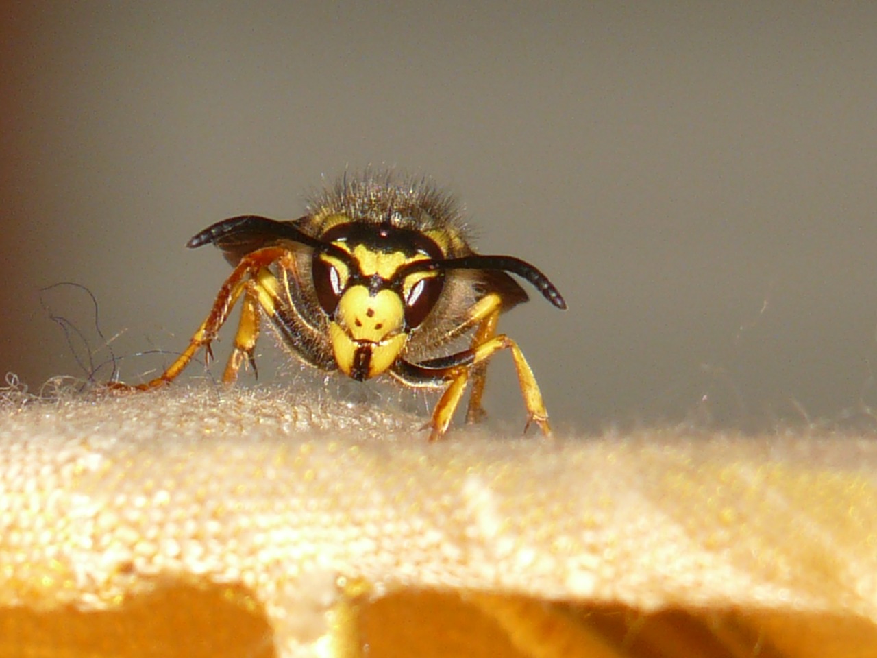 Wespen- oder Hornissennest – kein Grund zur Panik!