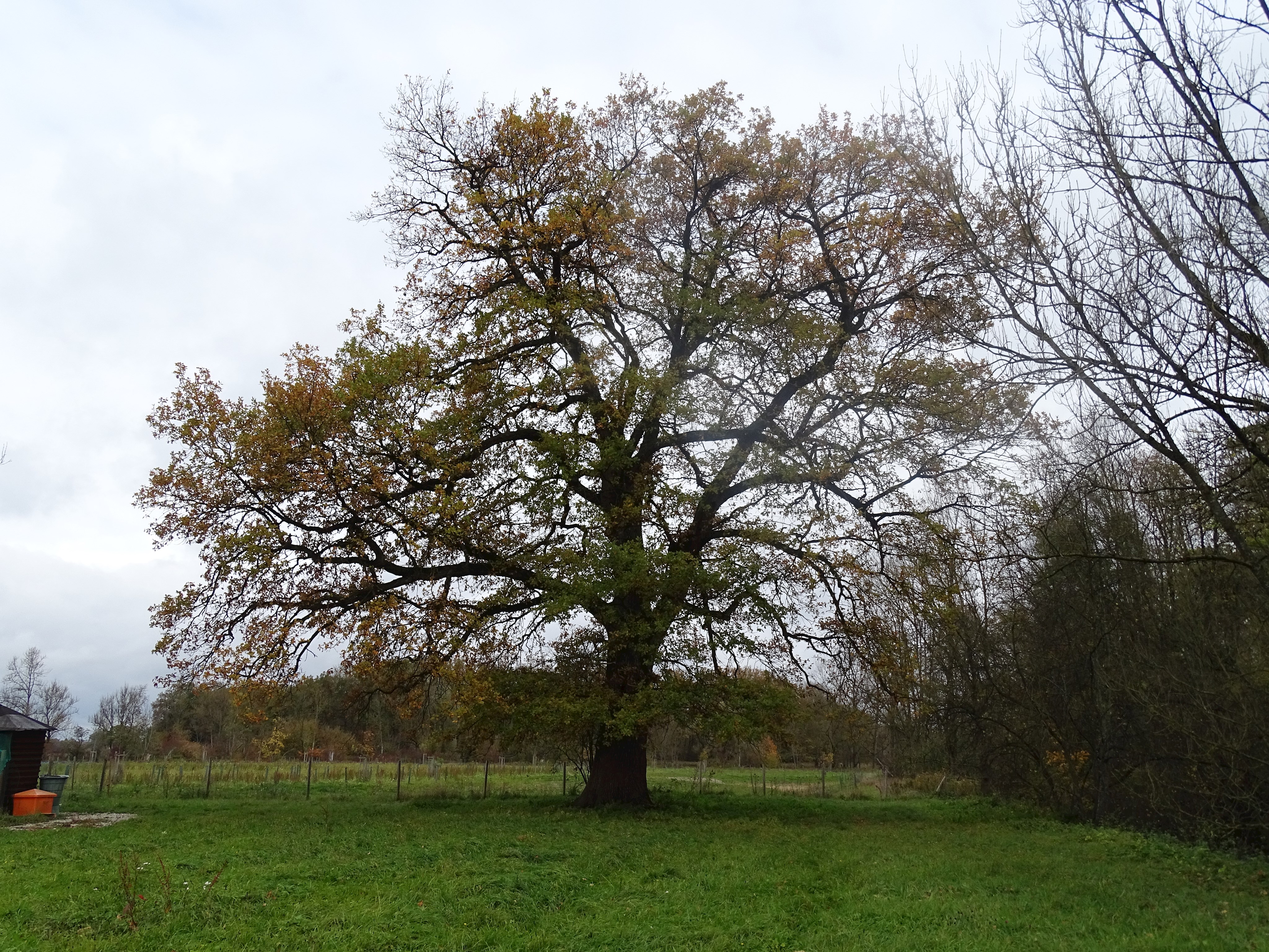 Gemeindeeiche am Mühlbach östlich der Kläranlage in Haimhausen als Naturdenkmal ausgewiesen