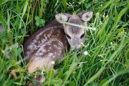 Appell an Erholungssuchende und Spaziergänger in freier Natur: Bitte Hunde an die Leine und auf Wegen bleiben