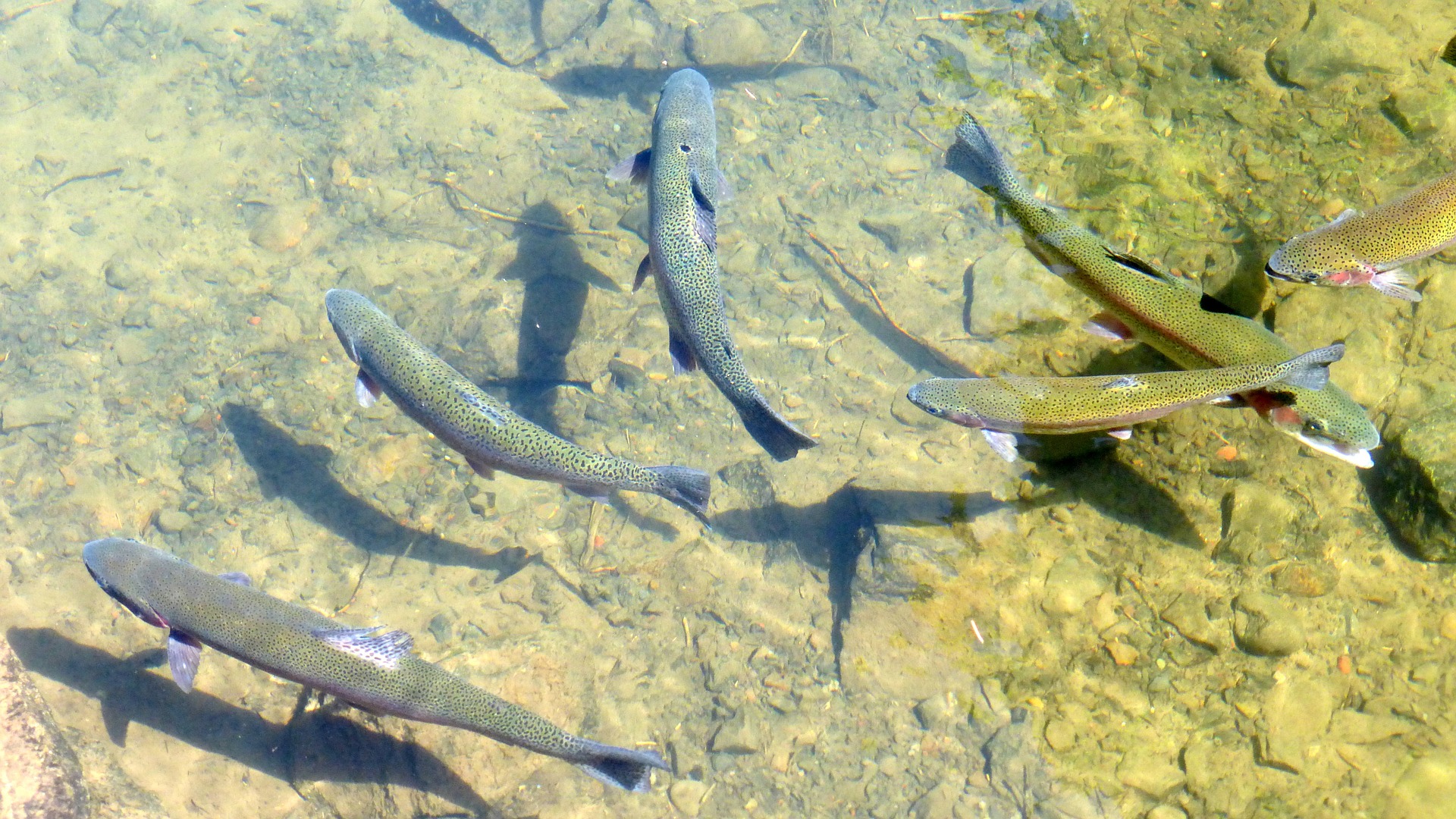 Malachitgrün: LGL veröffentlicht Untersuchungs-ergebnisse des Monitorings in Moosach und Isar 