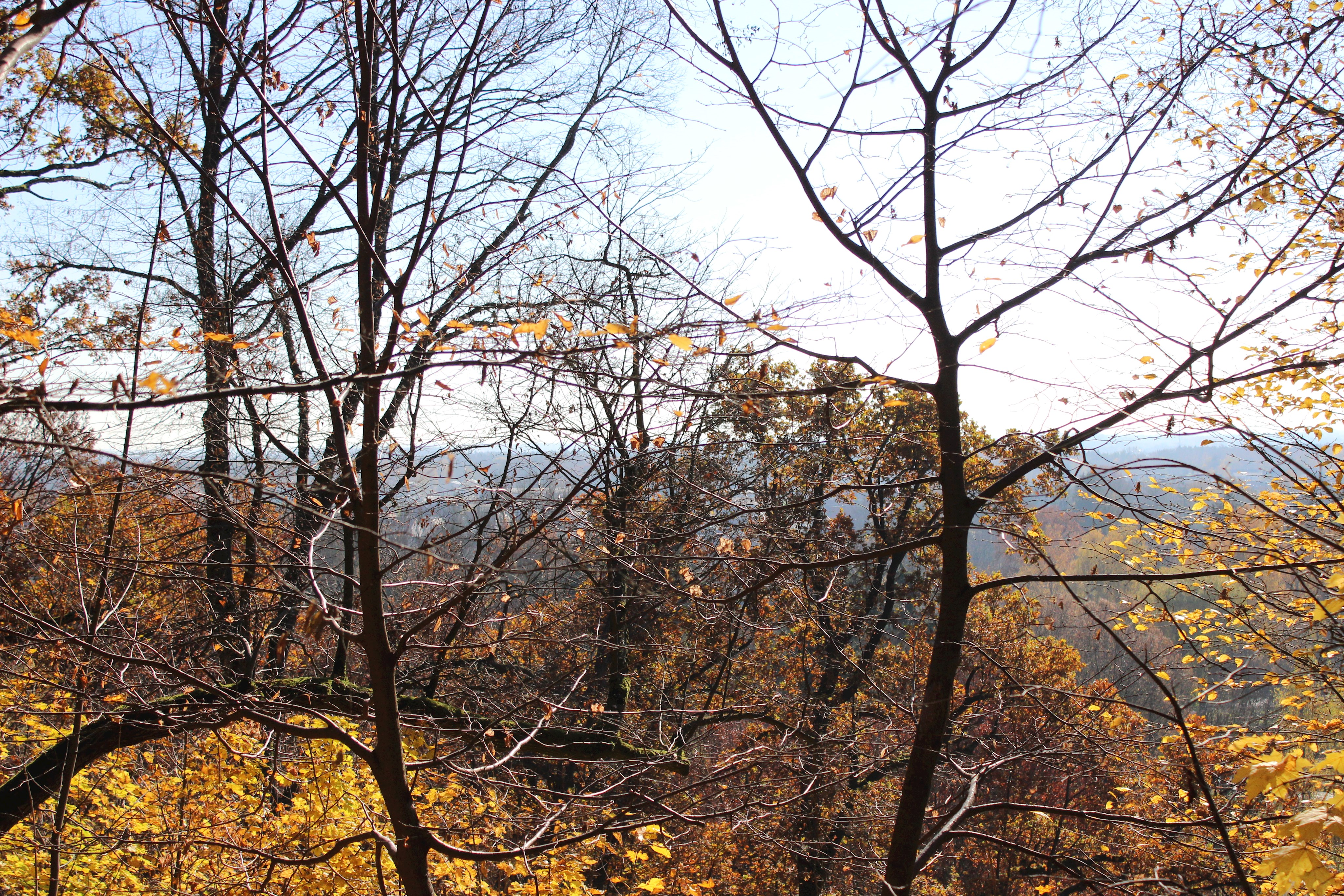 Warum Gartenabfälle nicht in den Wald gehören