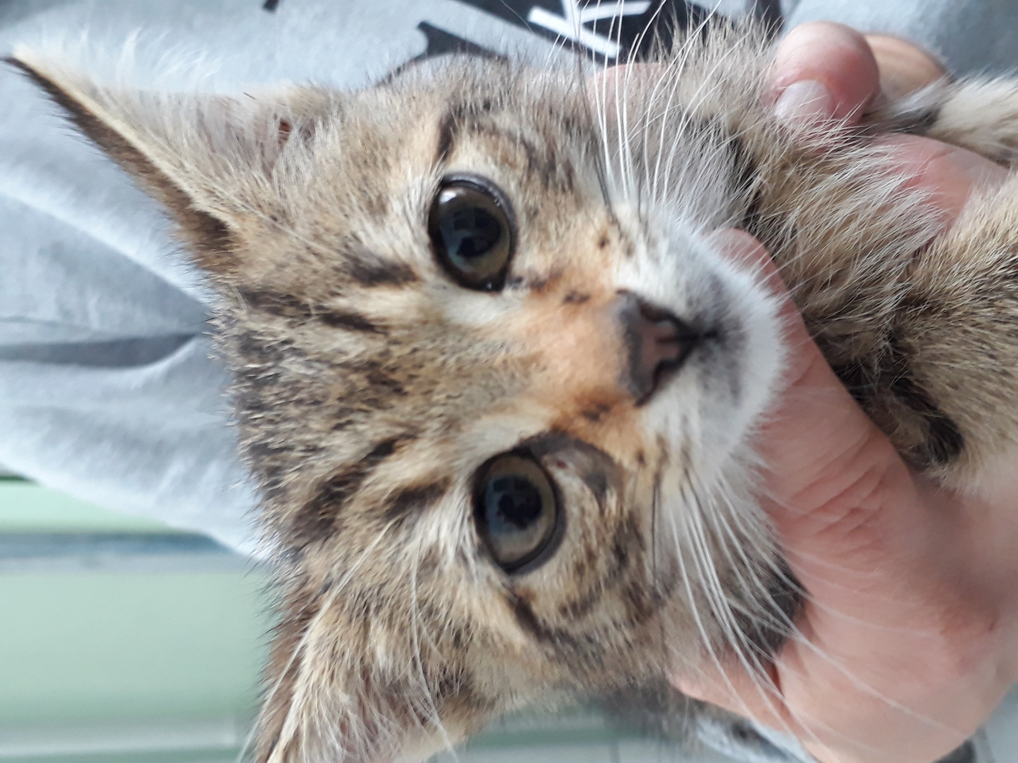 Gemeinsame Aktion von Tierschutz, Veterinäramt und Polizei wiederholt erfolgreich