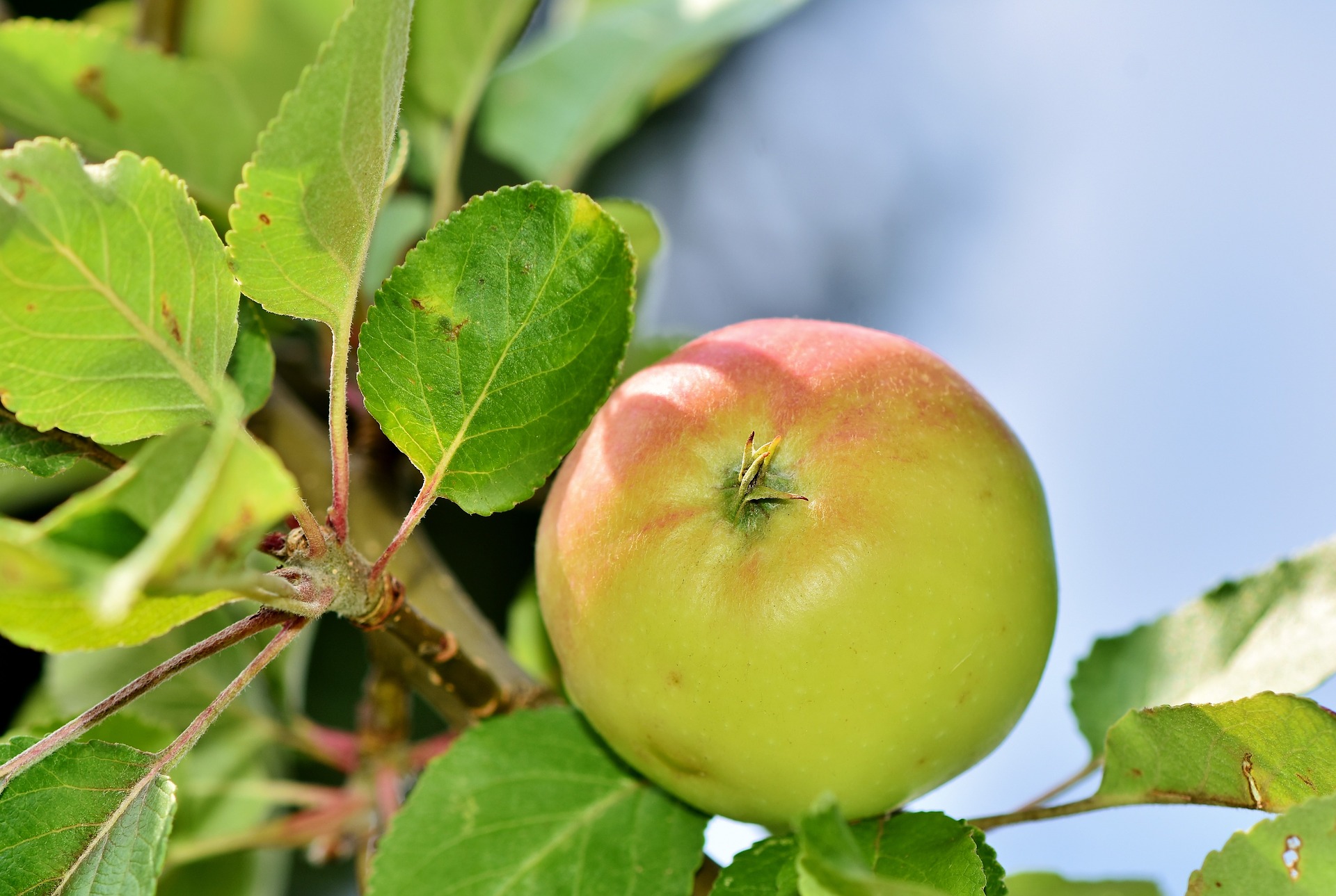 Absage der Obstbaumschneidekurse 