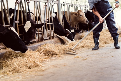 Bayern strebt „Frei von BVD“ Status an – ab 15.05.2021 gilt ein Impfverbot gegen die RinderInfektion 