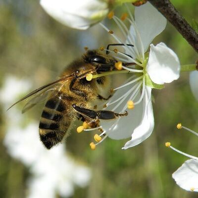 Biene an einer weißen Blüte