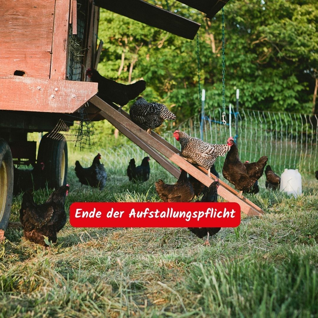 Hühner und ein Hühnerstall