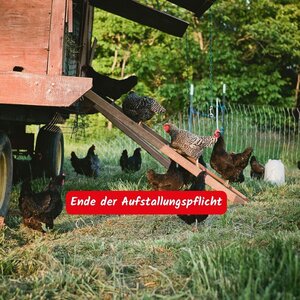 Bild vergr&ouml;&szlig;ern: Hühner und ein Hühnerstall