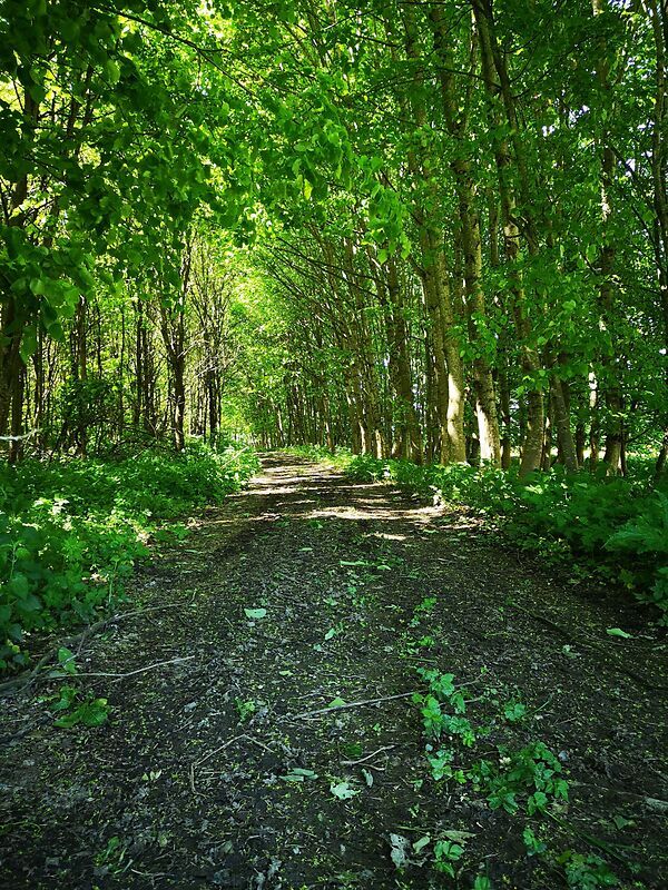 Ein Waldweg im grünen Wald