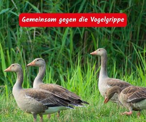 Bild vergr&ouml;&szlig;ern: Gemeinsam gegen die Vogelgrippe