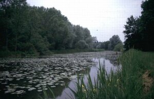 Bild vergr&ouml;&szlig;ern: Amperaltwasser