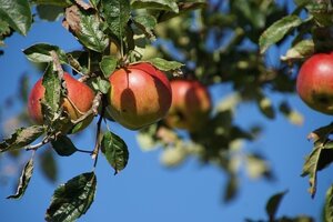 Bild vergr&ouml;&szlig;ern: Äpfel