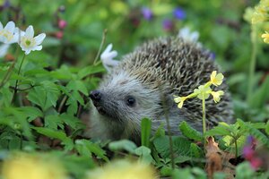 Bild vergr&ouml;&szlig;ern: Igel