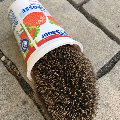 Igel im Plastikbecher