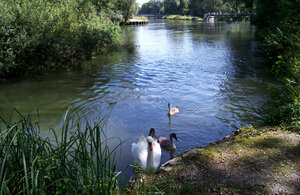 Bild vergr&ouml;&szlig;ern: Schwaene am Guendinger Wehr.jpg