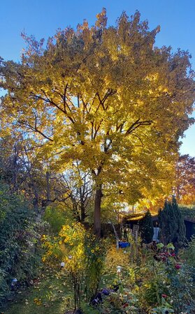Bild vergr&ouml;&szlig;ern: Herbstfärbung Ahornbaum
