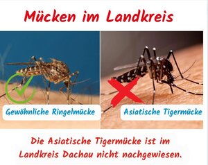 Bild vergr&ouml;&szlig;ern: Asiatische Tigermücke