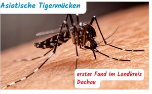 Bild vergr&ouml;&szlig;ern: Asiatische Tigermücke Sep2024