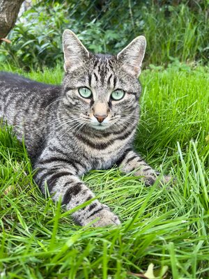 Bild vergr&ouml;&szlig;ern: Katzenschutz Simba