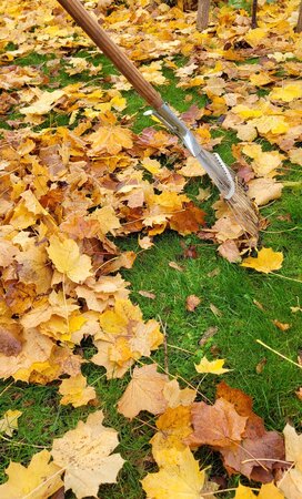 Bild vergr&ouml;&szlig;ern: Herbstlaub