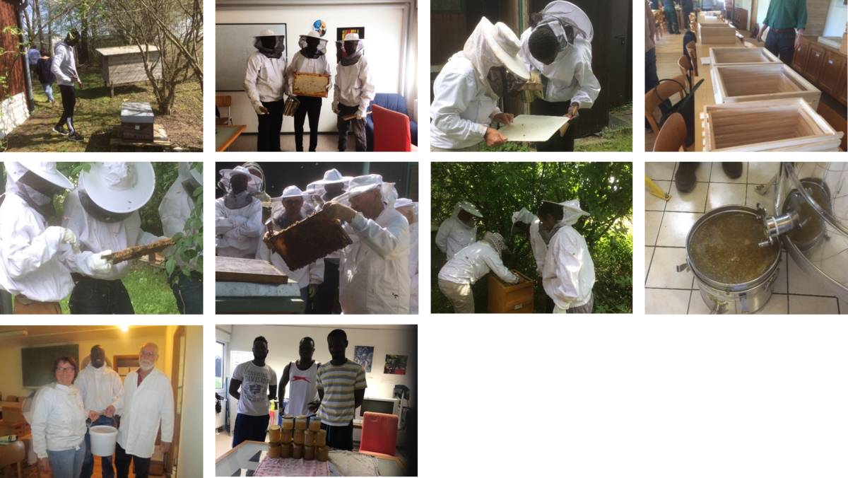 Imker auf Probe - Jungimker